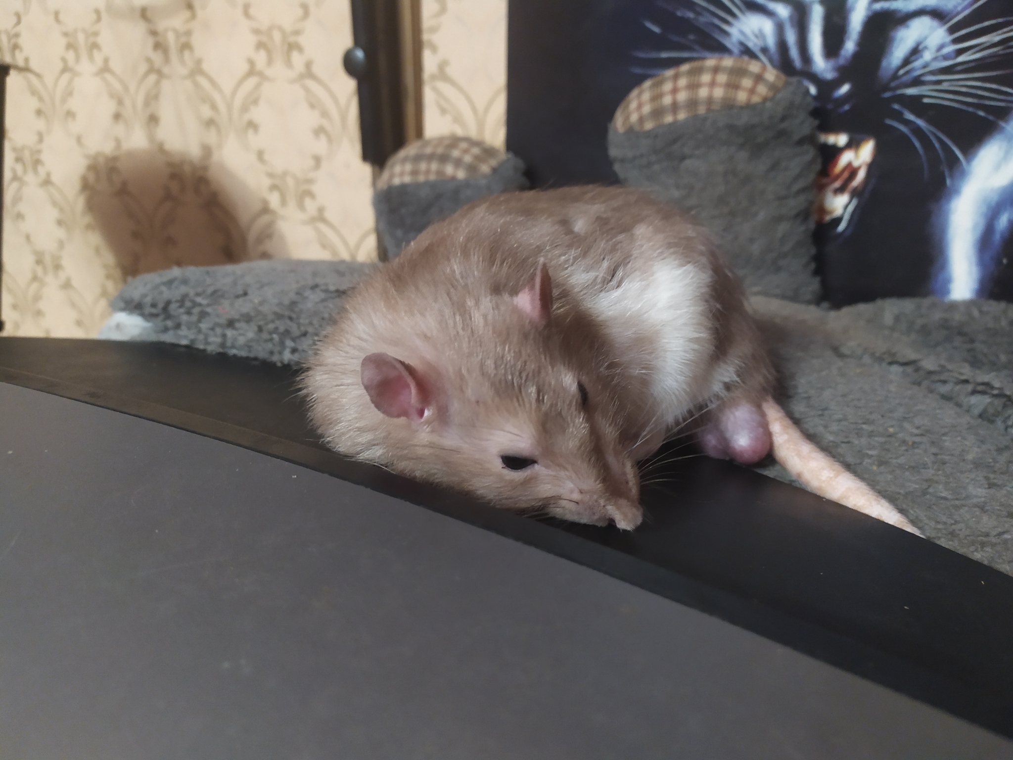 Rat everyday life #10 - My, Rat, Rat Chronicles, Pets, Milota, Animals, Longpost