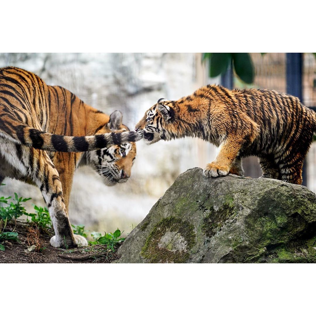 Tiger bite - Amur tiger, Young, Tiger, Zoo, Animals, Milota, Tail, Longpost, Big cats, The photo, Kus, Tiger cubs