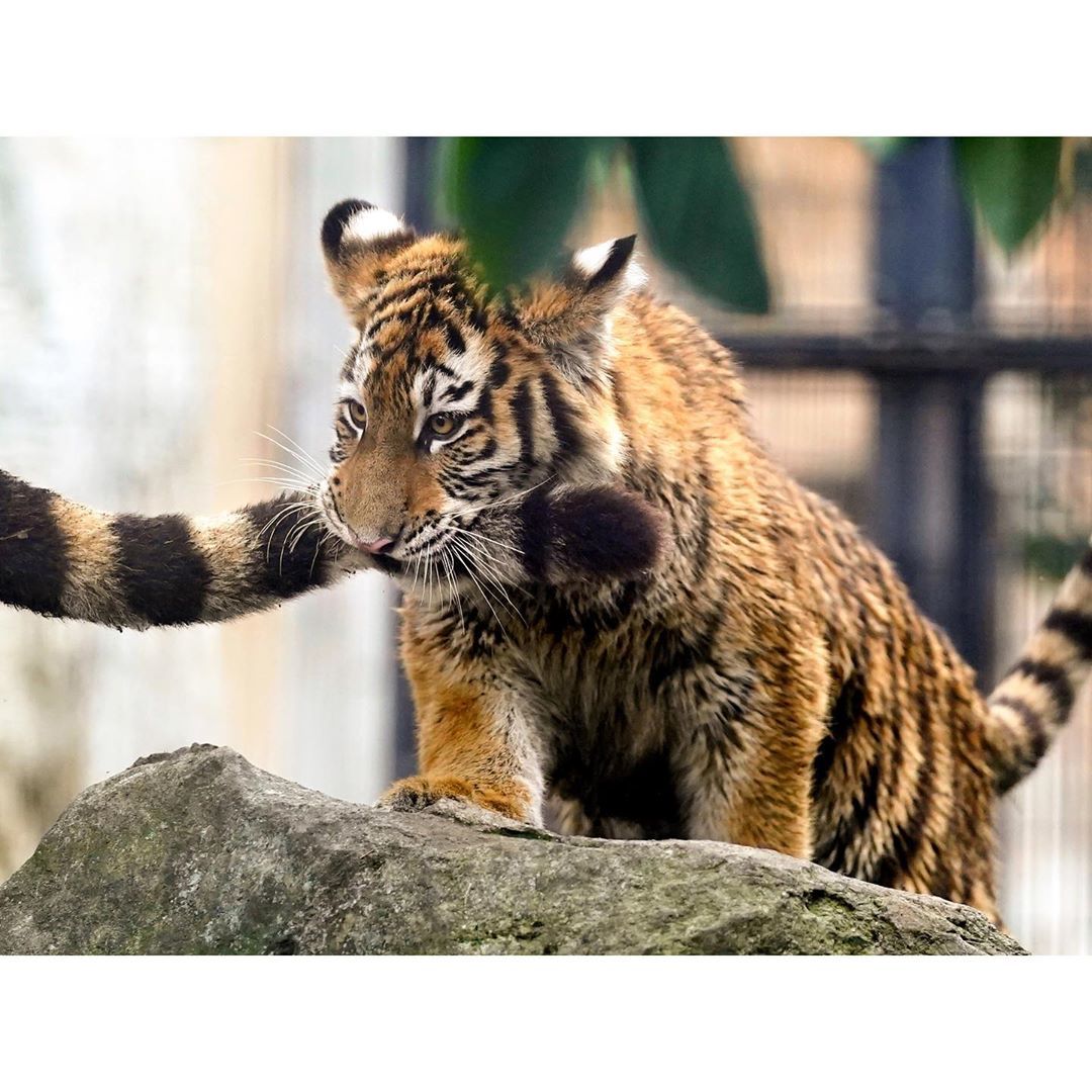 Tiger bite - Amur tiger, Young, Tiger, Zoo, Animals, Milota, Tail, Longpost, Big cats, The photo, Kus, Tiger cubs