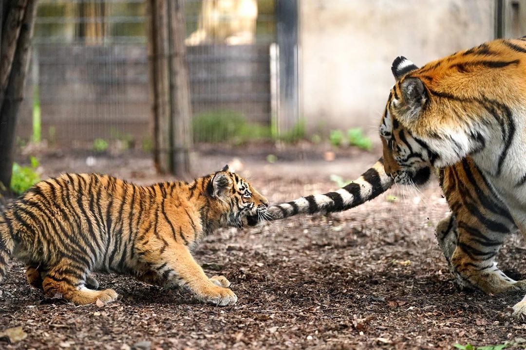 Tiger bite - Amur tiger, Young, Tiger, Zoo, Animals, Milota, Tail, Longpost, Big cats, The photo, Kus, Tiger cubs