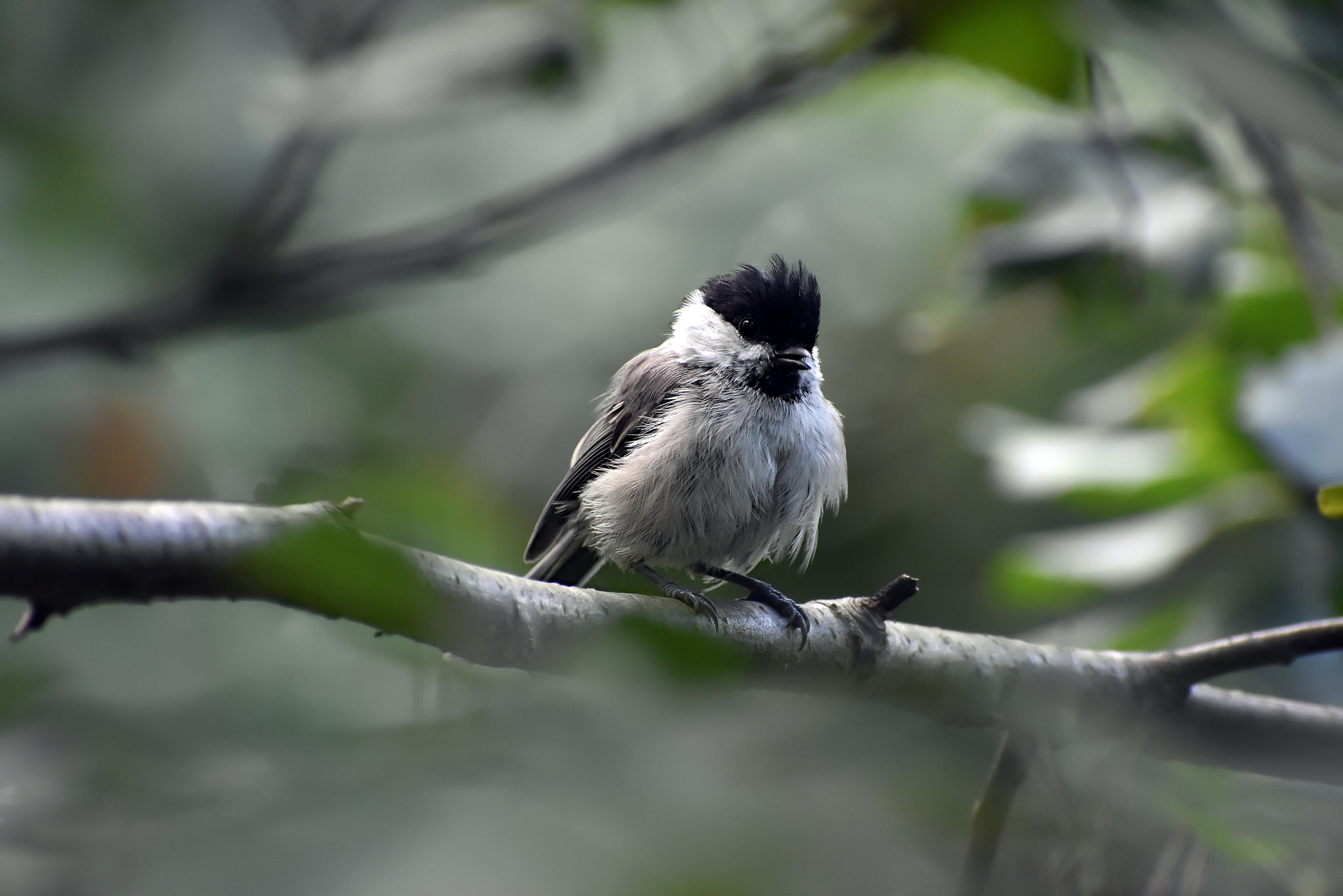 Various photos for 2018 - My, Ornithology, Birds, Nature, Schelkovo, Photo hunting, Hobby, Longpost