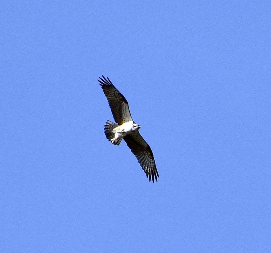 Various photos for 2018 - My, Ornithology, Birds, Nature, Schelkovo, Photo hunting, Hobby, Longpost