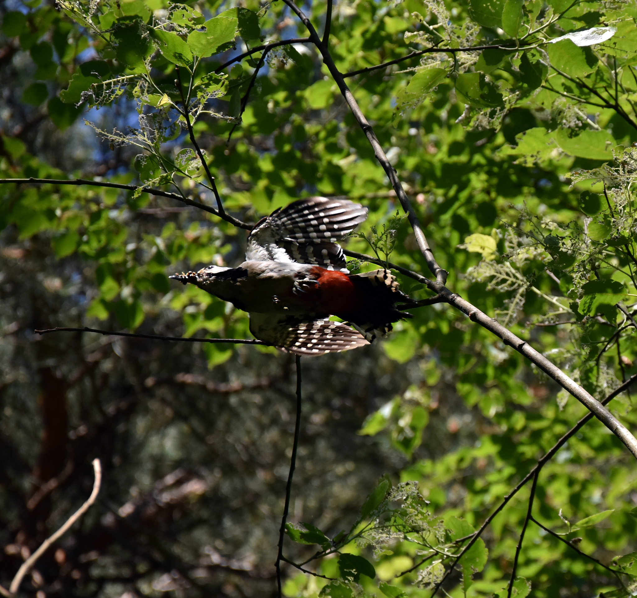 Various photos for 2018 - My, Ornithology, Birds, Nature, Schelkovo, Photo hunting, Hobby, Longpost