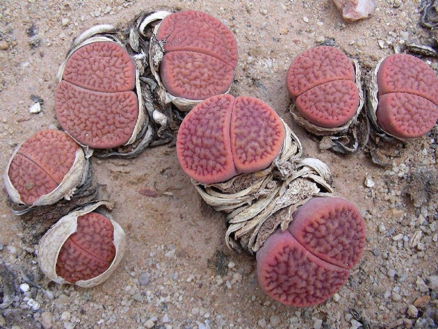 Lithops or living stones - Succulents, Lithops, Plants, Amazing, Longpost