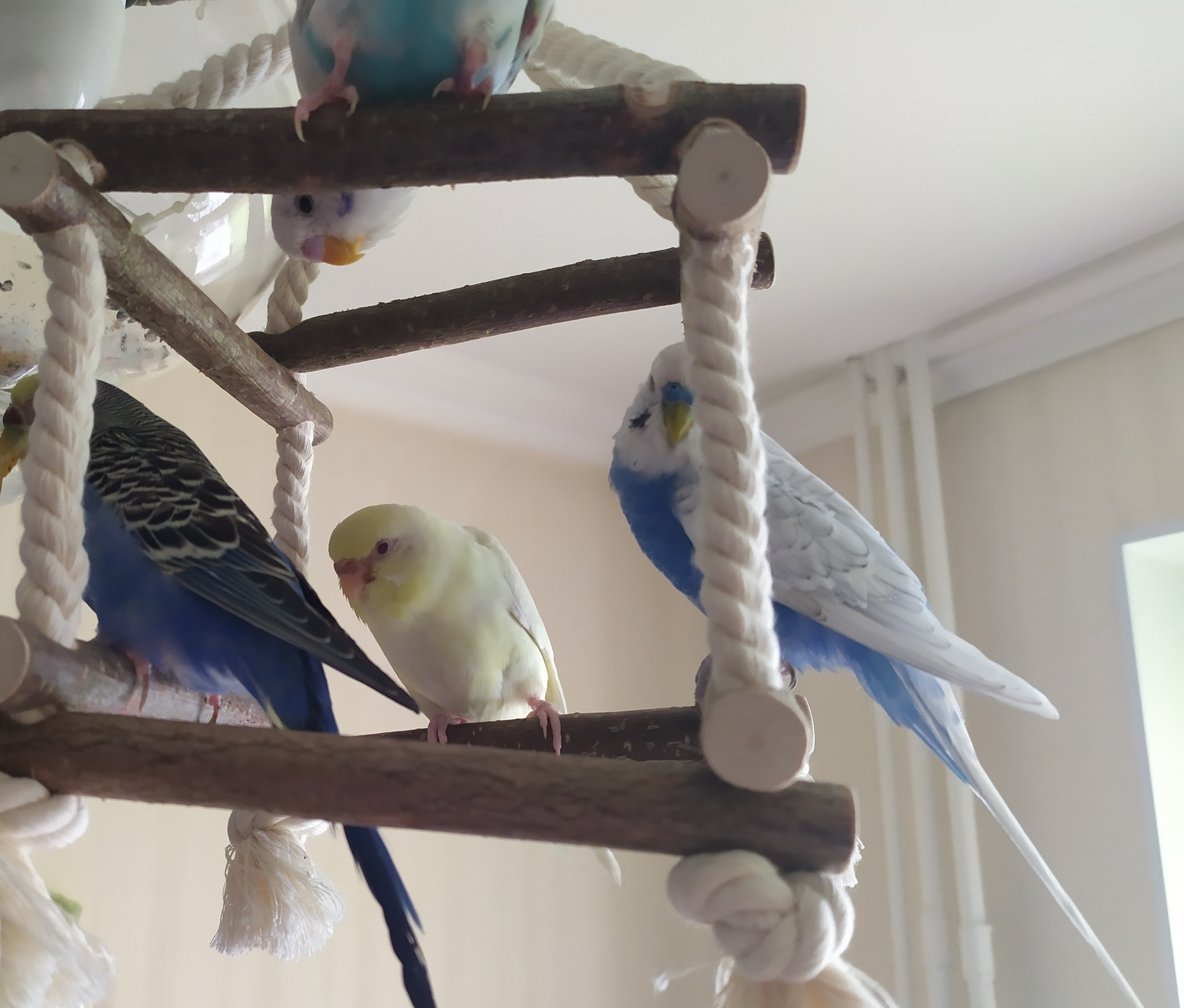 The story of one small (no), but proud parrot family - My, A parrot, Chick, Video, Longpost, Milota