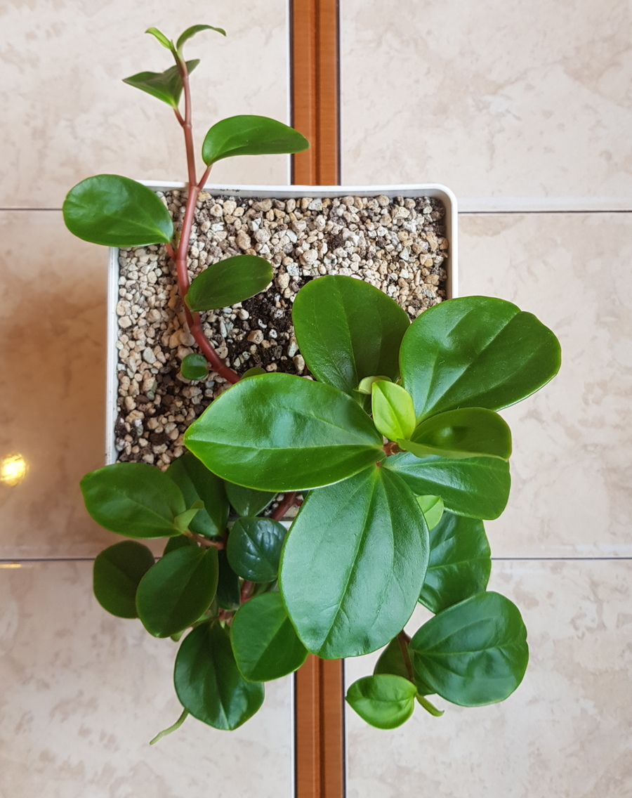 What we managed to grow during the season - My, Flowers, Peperomia, Houseplants, Longpost