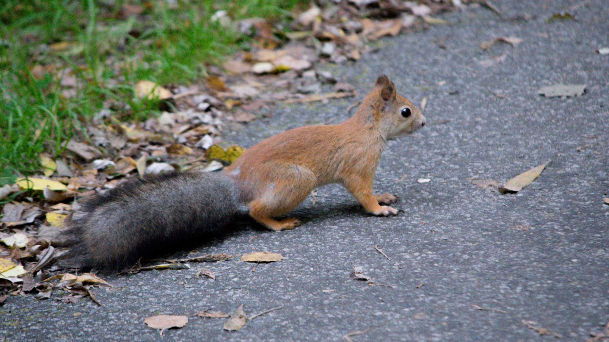 Squirrels - My, Squirrel, Surgut, KhMAO, Saimaa, Autumn, Nature, Longpost