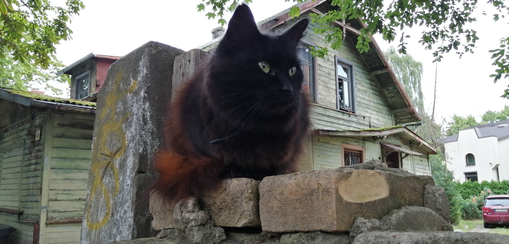 Punctual - Riga, Autumn, The photo, cat