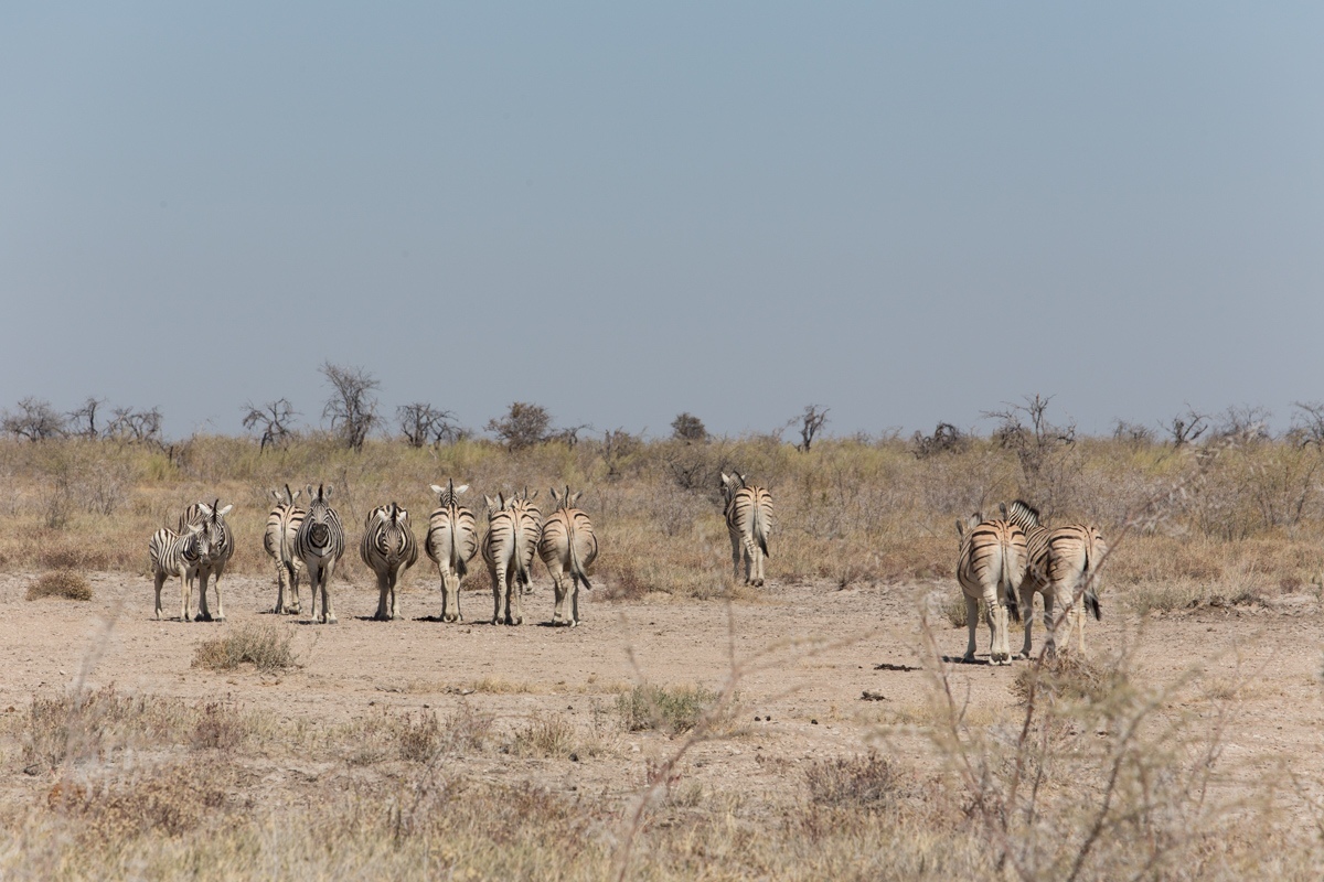 Namibia. 2019 - My, Namibia, Travels, Africa, Longpost, Animals