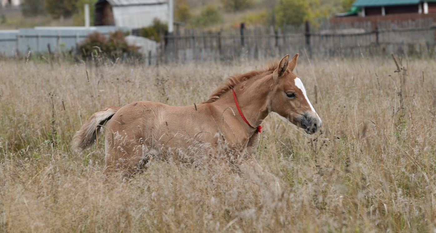 This is Sparta! Part 5 - My, Horses, Stable, Sparta, Pets, Dragonfly, Equestrian Club, Longpost