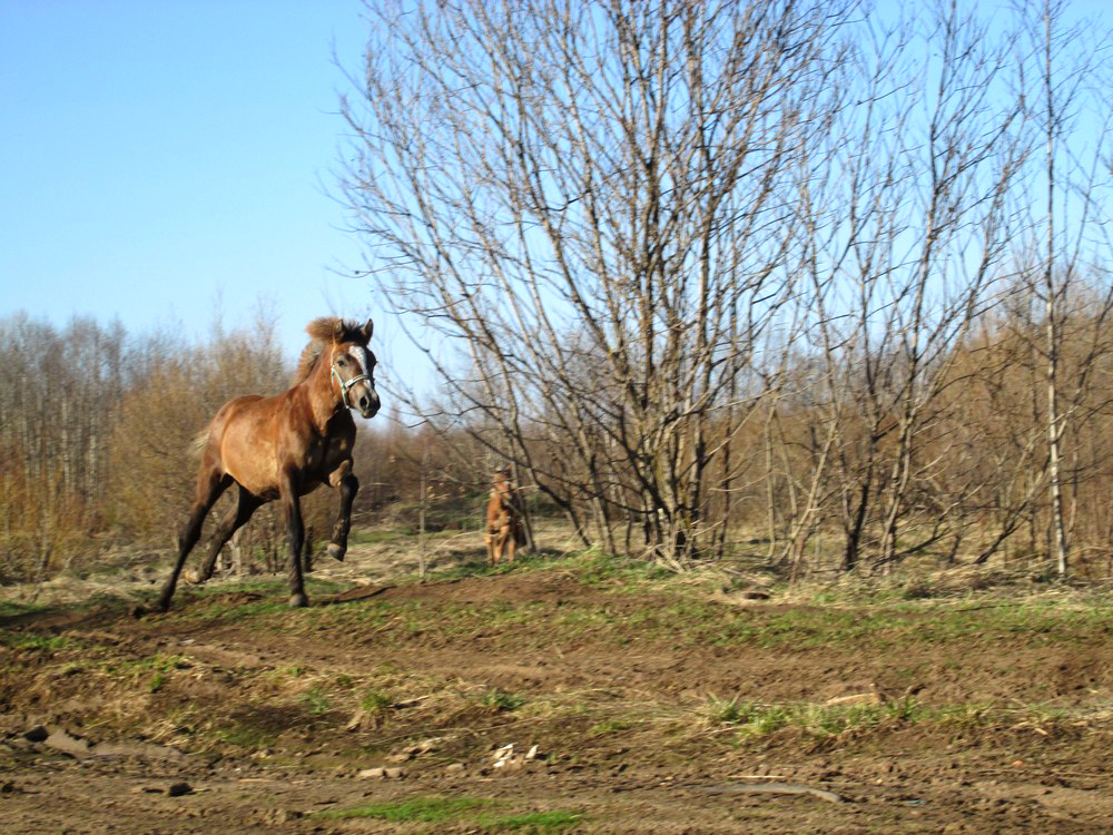 This is Sparta! Part 5 - My, Horses, Stable, Sparta, Pets, Dragonfly, Equestrian Club, Longpost