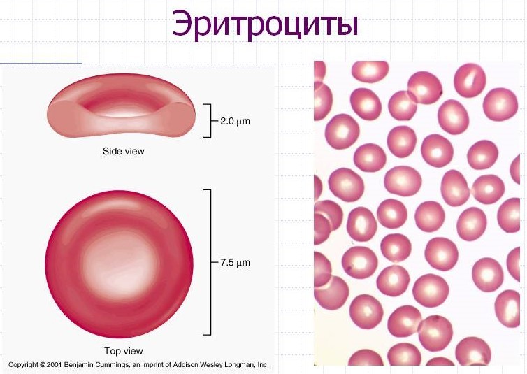 Из каких компонентов состоит кровь?