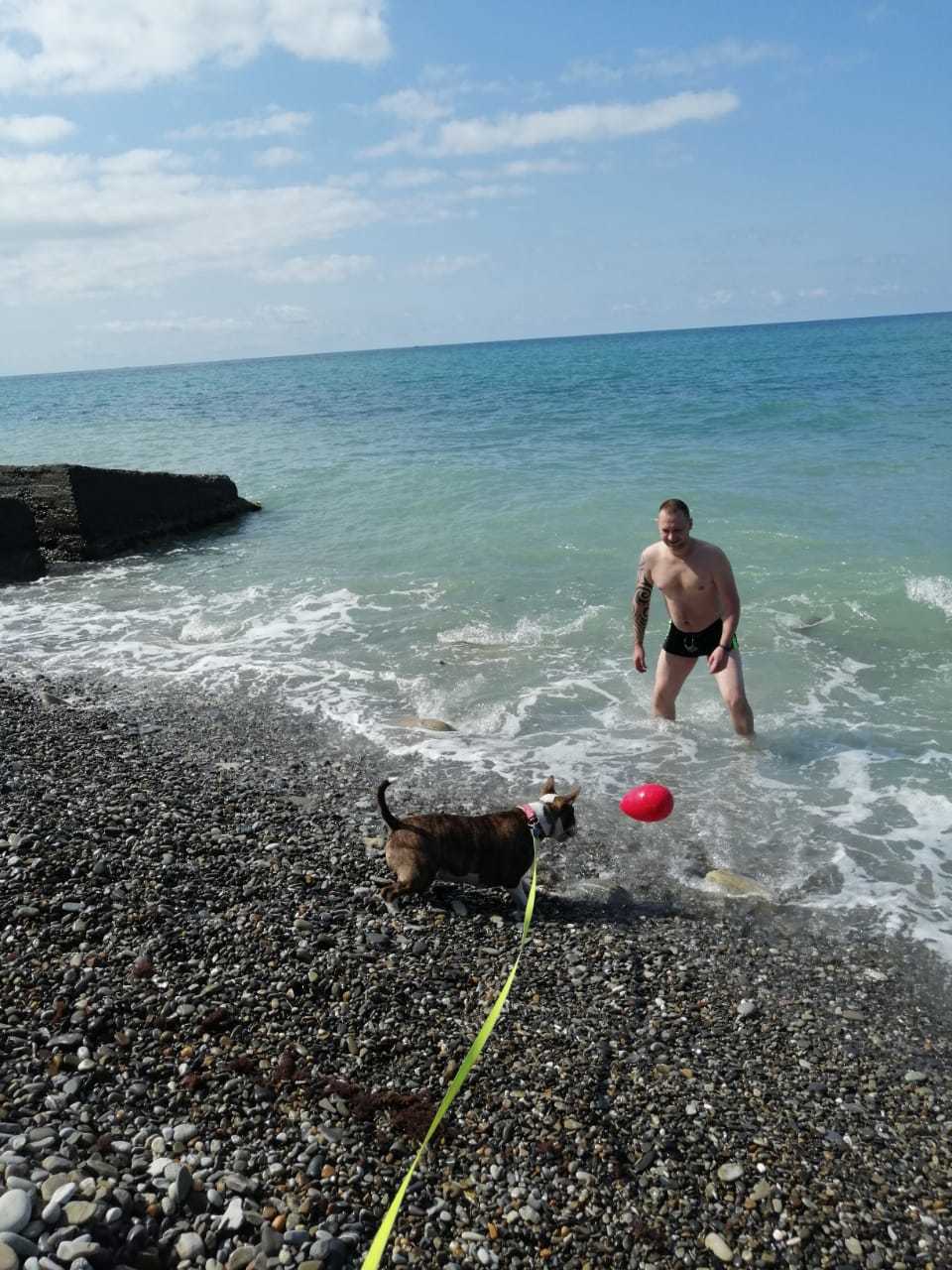 Vacation, Sochi, Bull Terrier - My, Bull terrier, Vacation, Black Sea, Sochi, Longpost