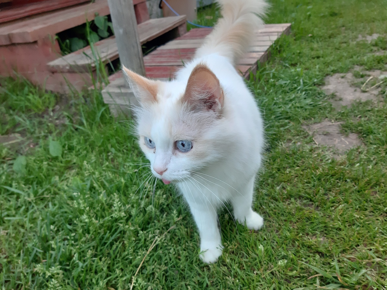 A CAT WAS LOST AT A Cottage IN BOGORODSKY DISTRICT, ZIMENKI (SNT RUSS) - My, Animals, Pets, cat, Lost cat, Lost, Nizhny Novgorod, Bogorodsky District, Longpost, No rating