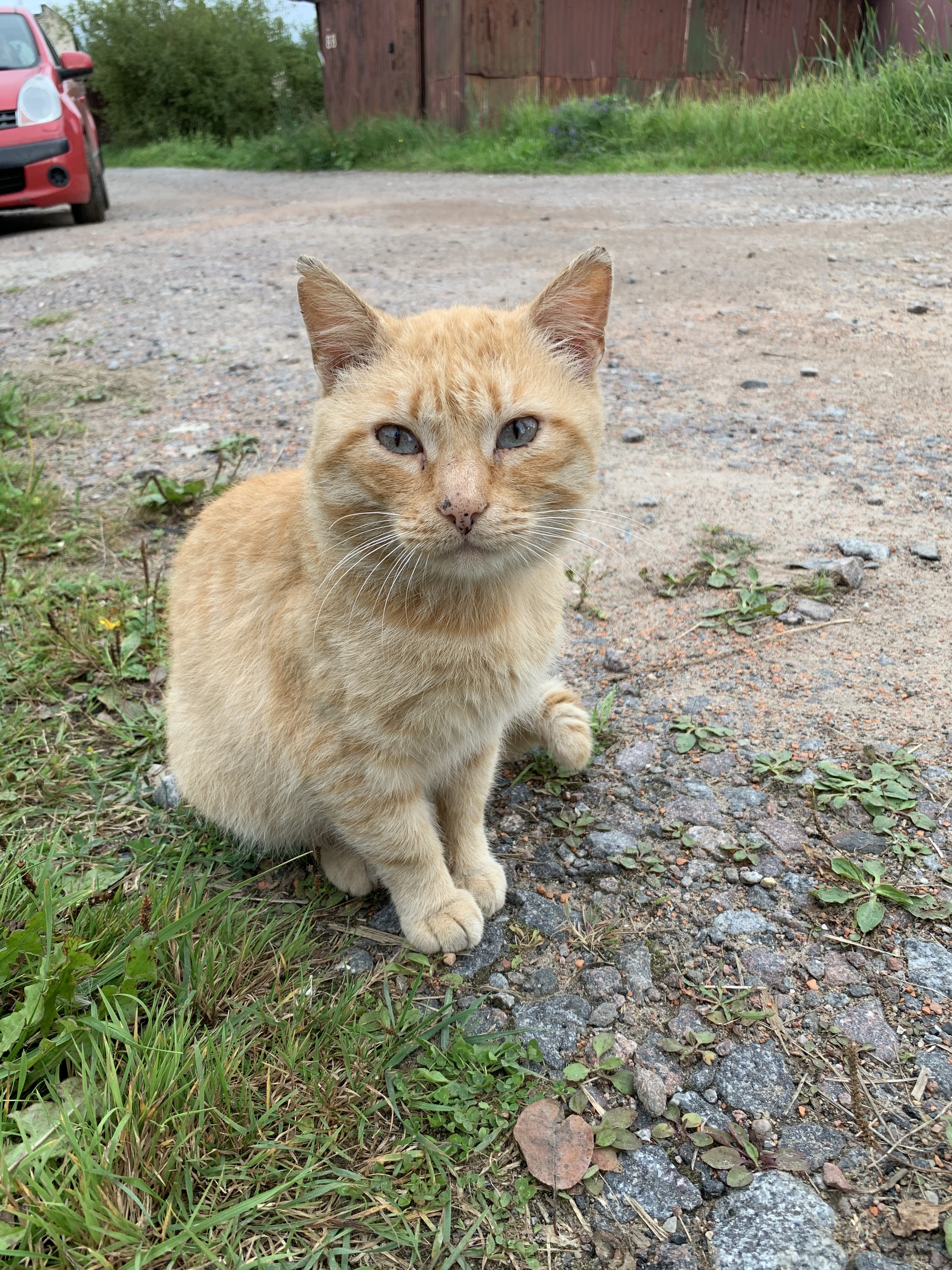 Difficult cat life in garages... - My, cat, Kittens, Help, Homeless animals, Kindness, Video, Longpost