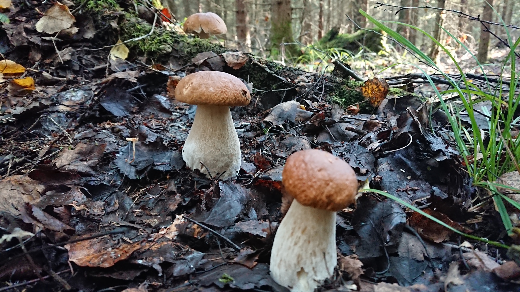 Up-trend - My, Mushrooms, Borovik, Boletus, Republic of Belarus, Longpost, Nature