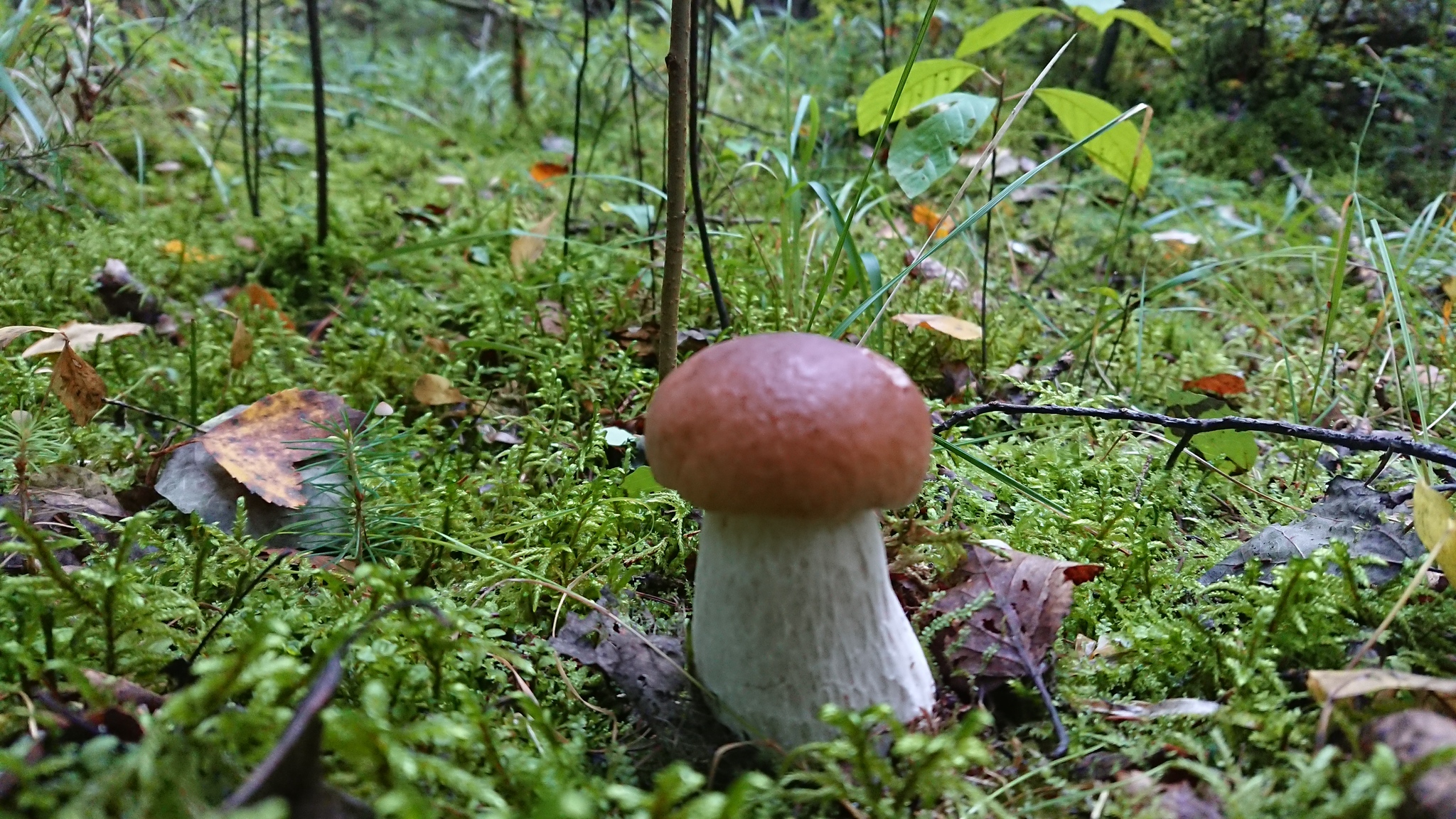 Up-trend - My, Mushrooms, Borovik, Boletus, Republic of Belarus, Longpost, Nature