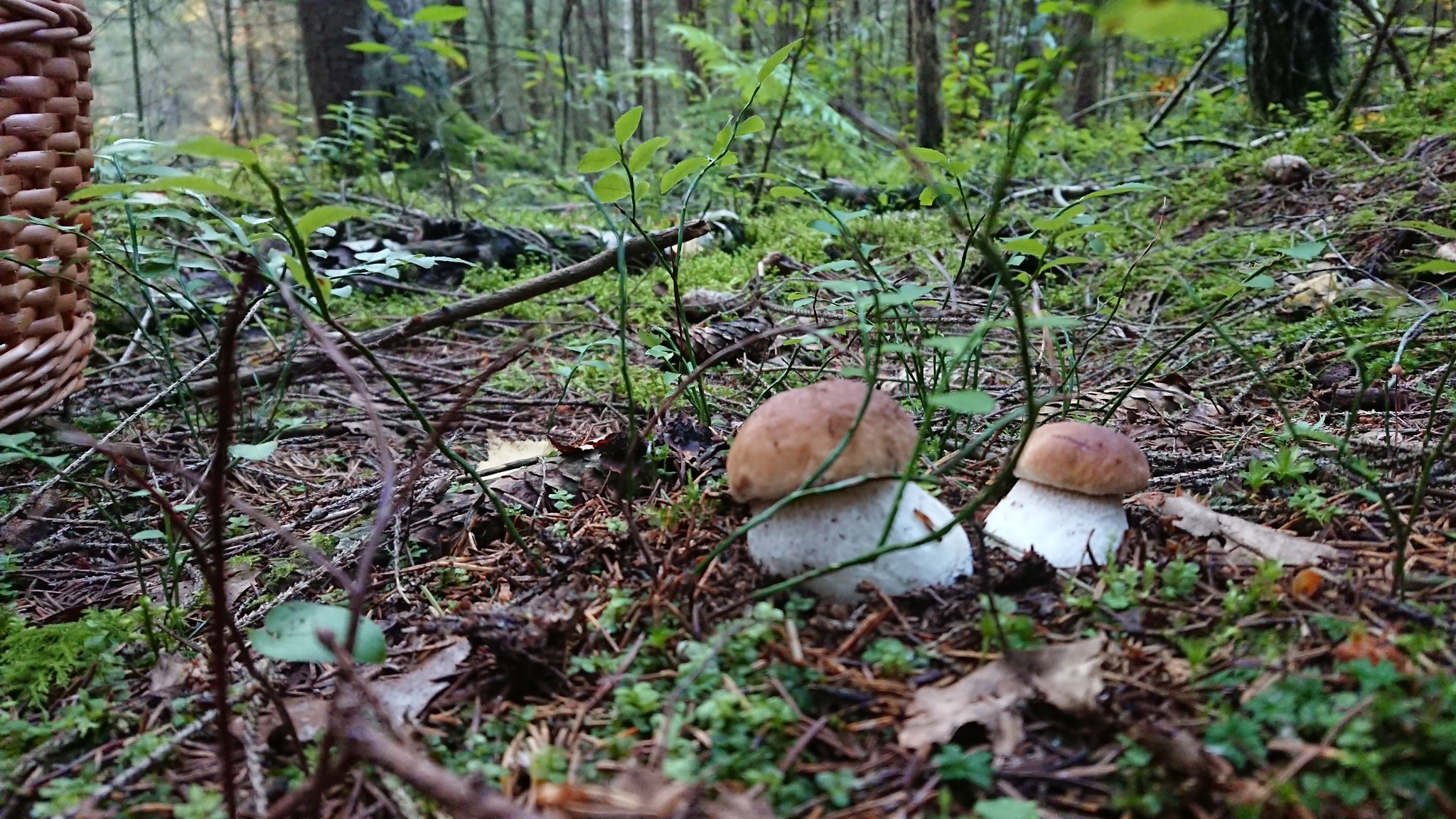 Up-trend - My, Mushrooms, Borovik, Boletus, Republic of Belarus, Longpost, Nature