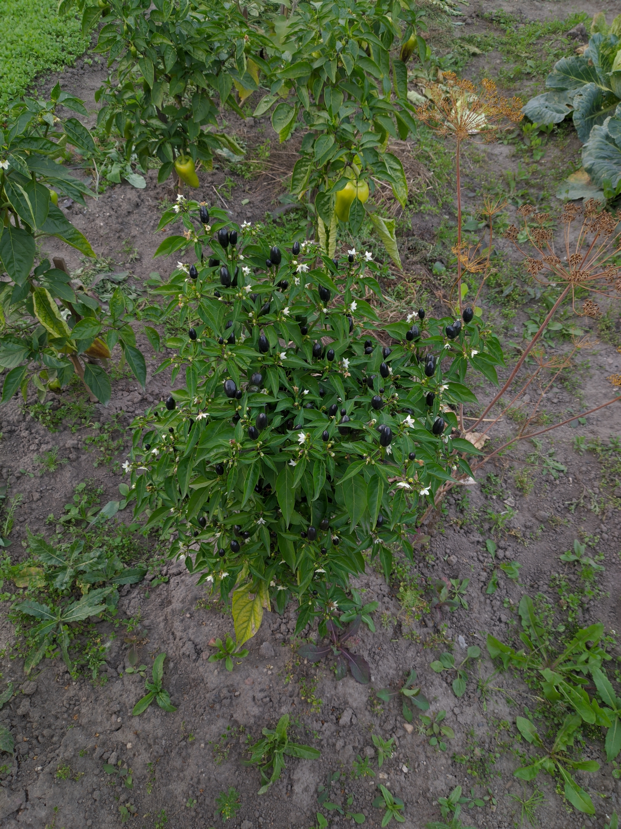 Reply to the post “Harvest of hot peppers” - My, Harvest, Pepper, Garden, Reply to post, Longpost