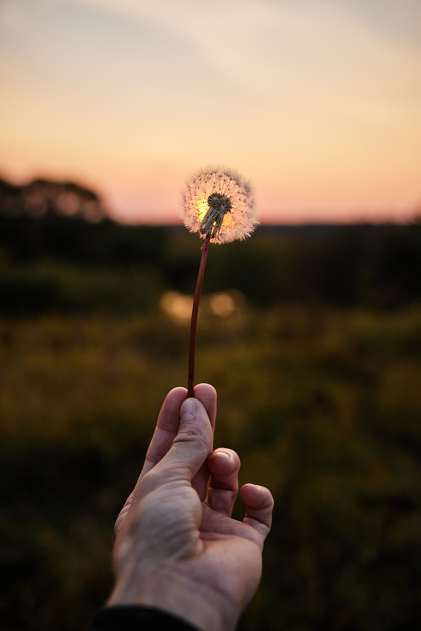 The last remnants of summer. 09/12/20 - My, The photo, Summer, Dandelion, Sunset, Bokeh, Longpost