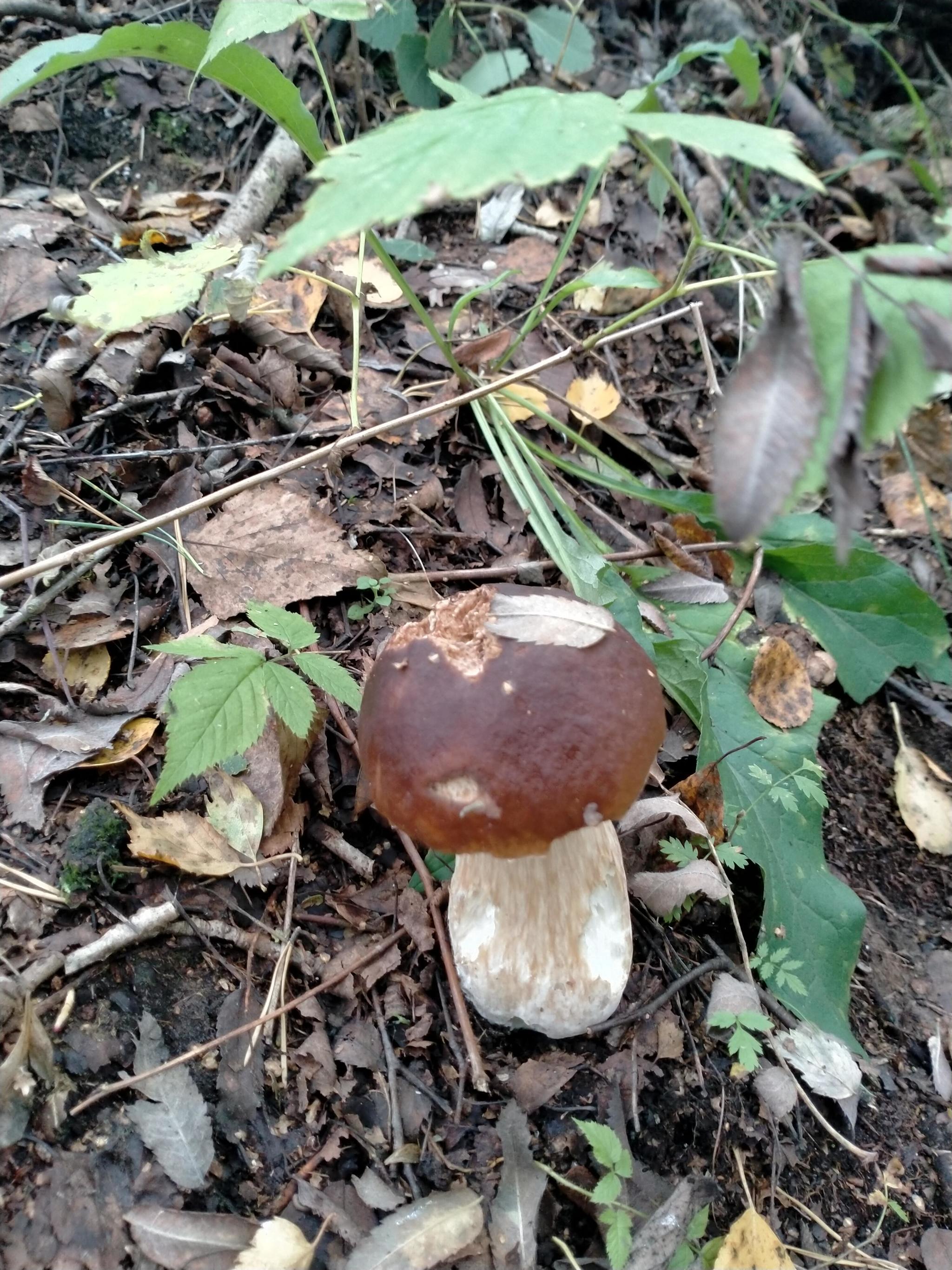 Another silent hunt - My, Mushrooms, Silent hunt, Longpost