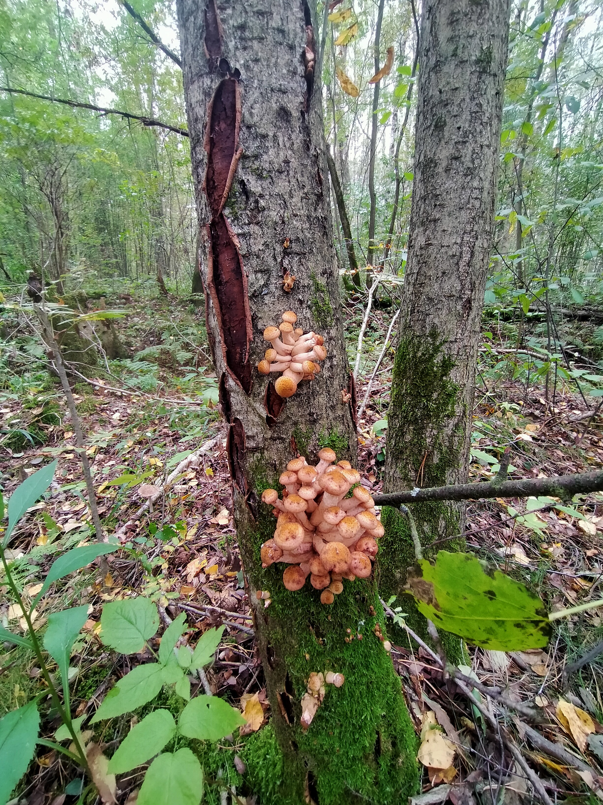 Another silent hunt - My, Mushrooms, Silent hunt, Longpost