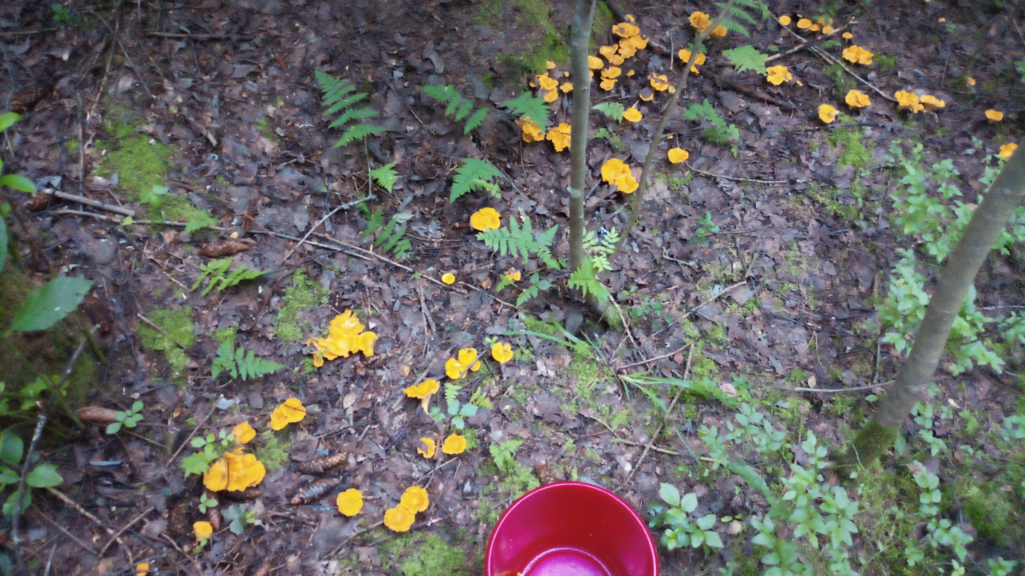 Forest, berries, mushrooms - walk - My, Cranberry, Forest, Dog, Mushrooms, Berries, Photo on sneaker, Longpost