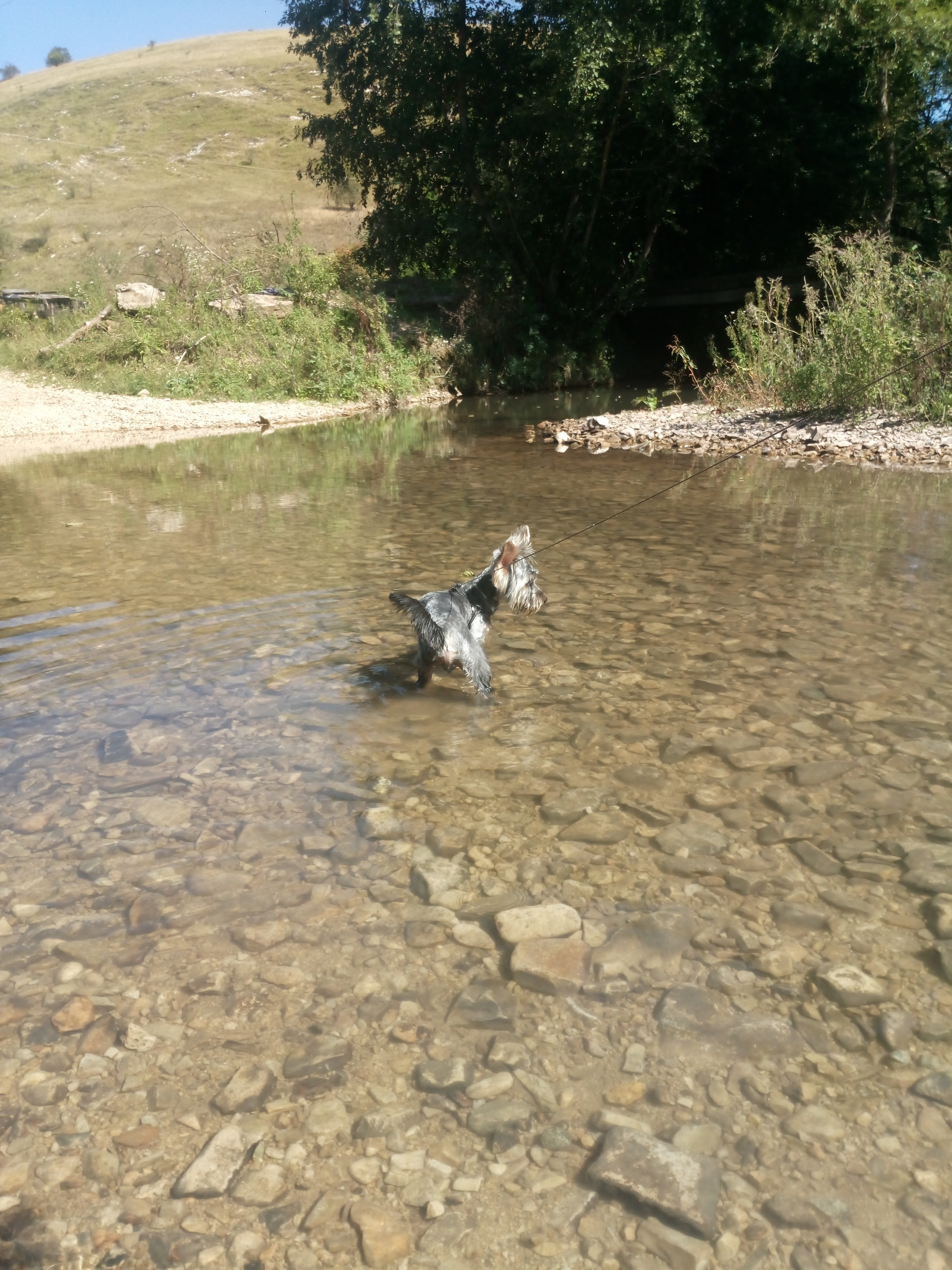 City guy in the mountains - My, The mountains, Yorkshire Terrier, Walk, Longpost