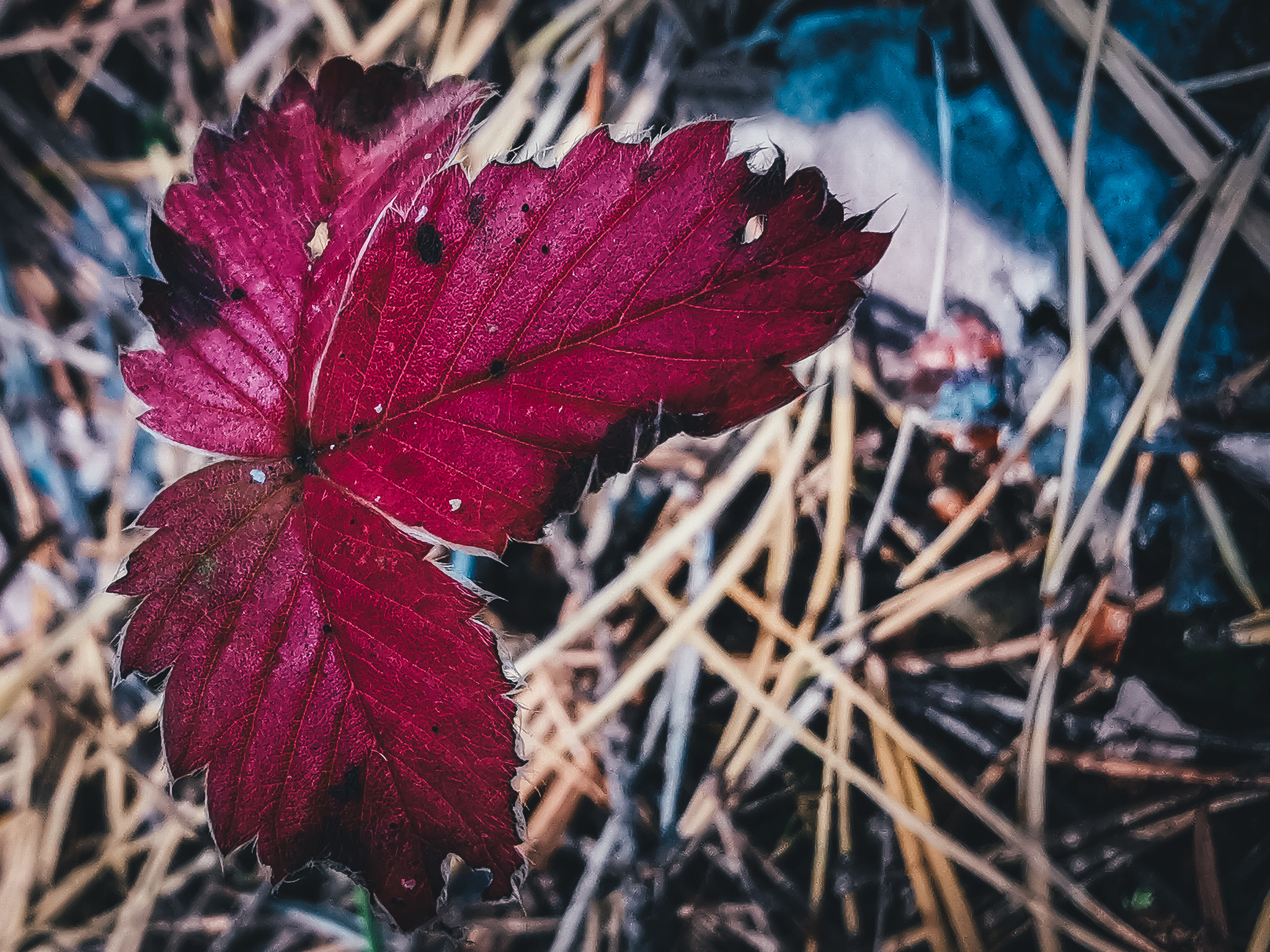 Осеннее - Моё, Мобильная фотография, Природа, Растения, Huawei mate 20, Грибы, Длиннопост