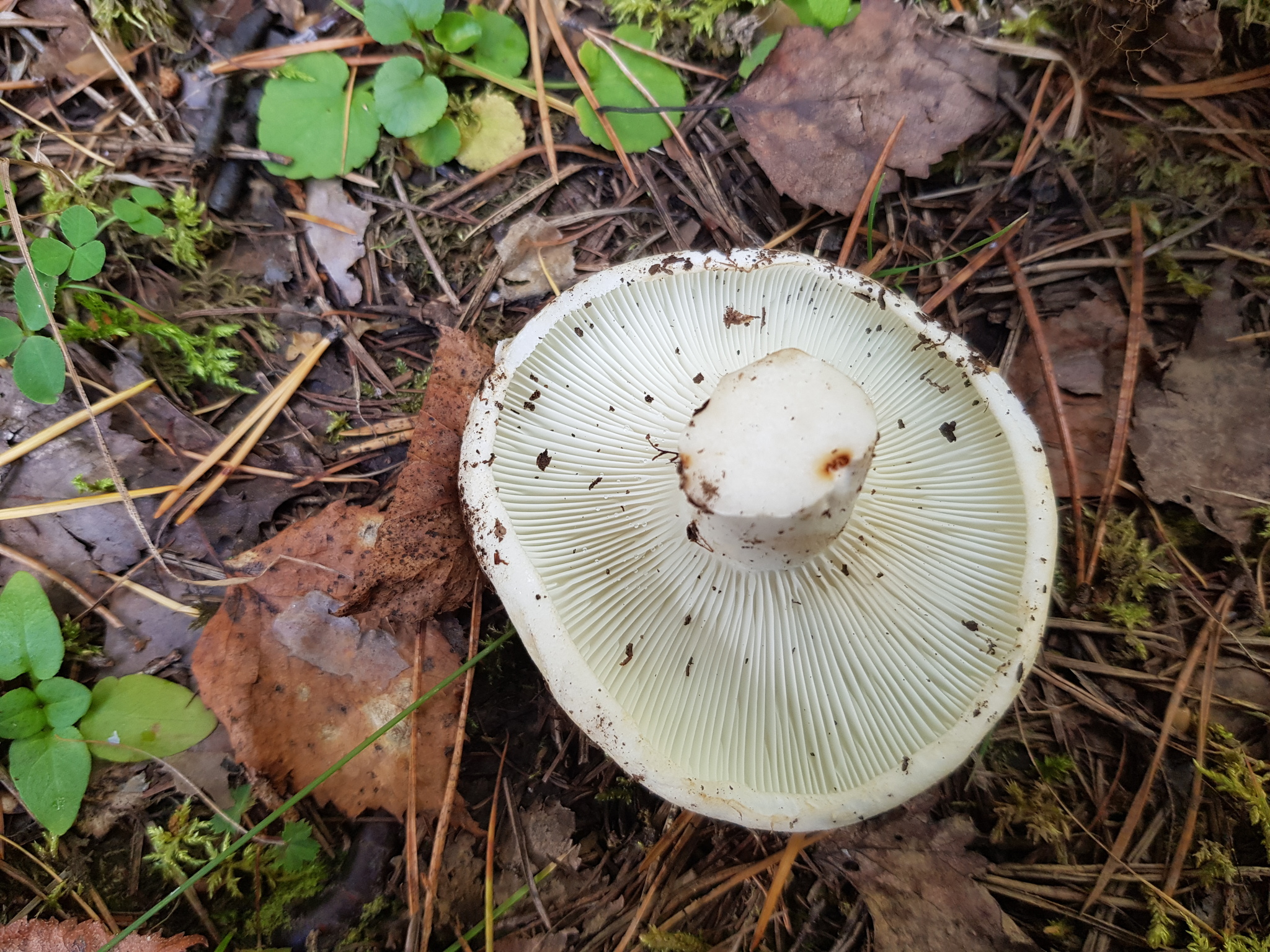 Question for knowledgeable mushroom pickers - My, Mushrooms, Silent hunt, Nature, Forest, Longpost