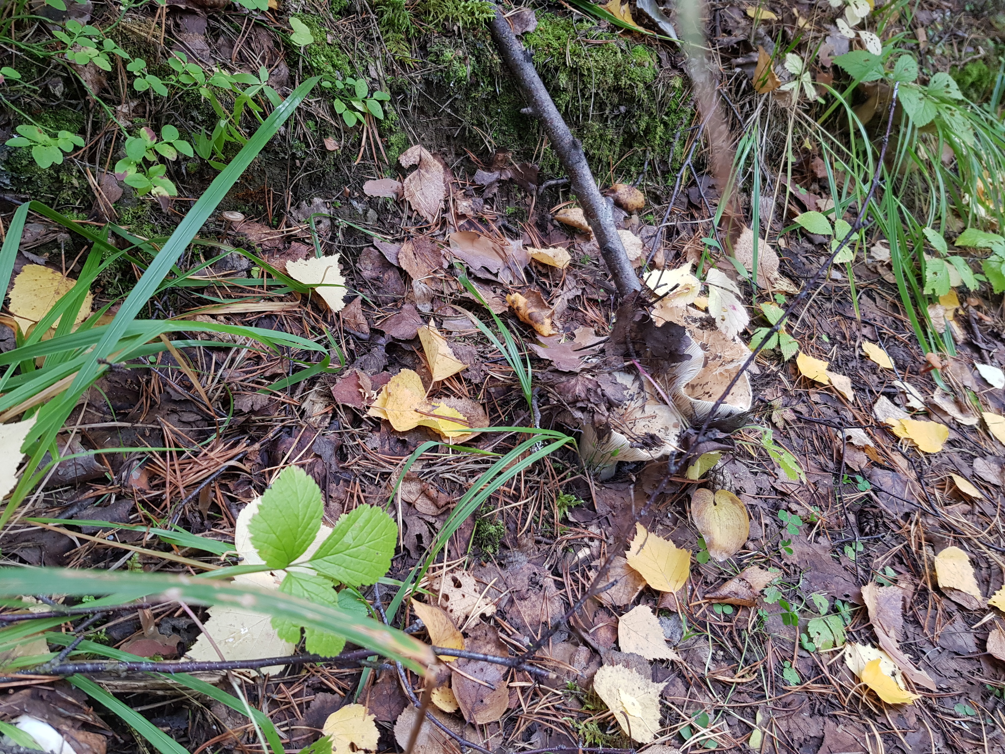 Question for knowledgeable mushroom pickers - My, Mushrooms, Silent hunt, Nature, Forest, Longpost