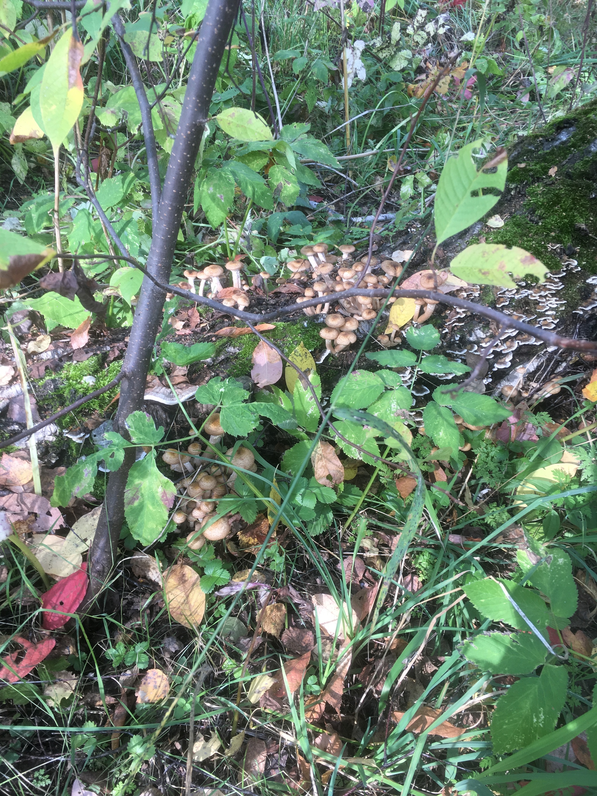 Some mushrooms from Novosibir for your feed - My, Mushrooms, Forest, Silent hunt, Photo on sneaker, Longpost, Novosibirsk