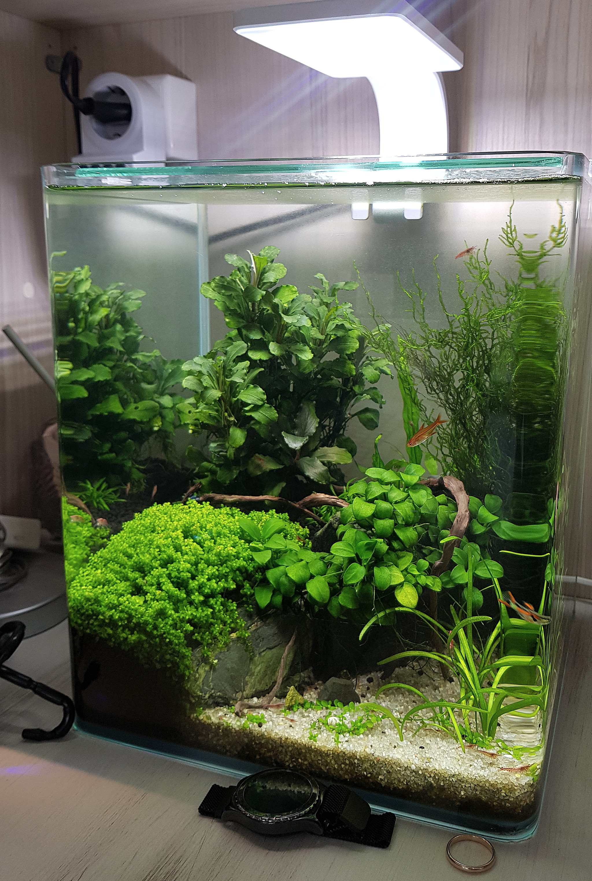 Replaced with a substitute - My, Aquarium, Substitution, Biobalance