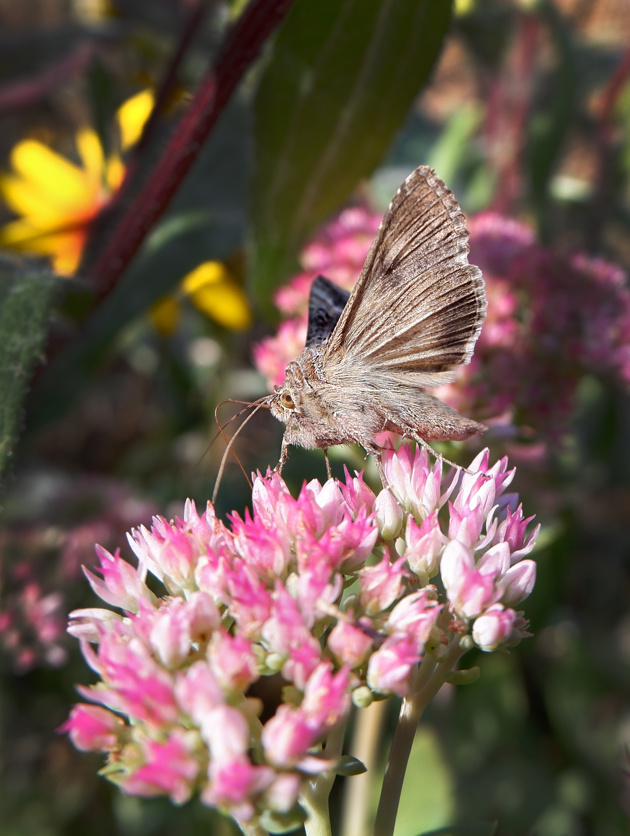 Nature of the Voronezh region 2 - Voronezh region, Nature, Insects, The photo, Longpost