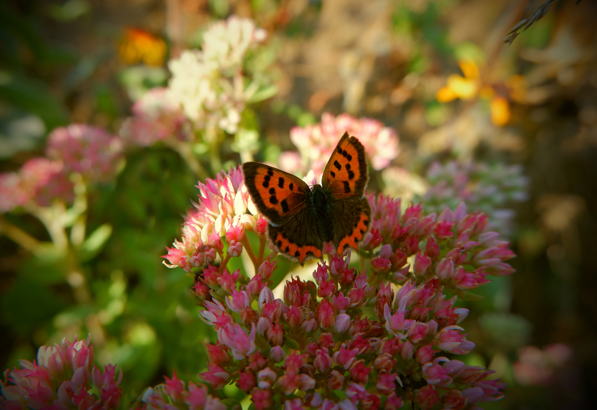 Nature of the Voronezh region 2 - Voronezh region, Nature, Insects, The photo, Longpost