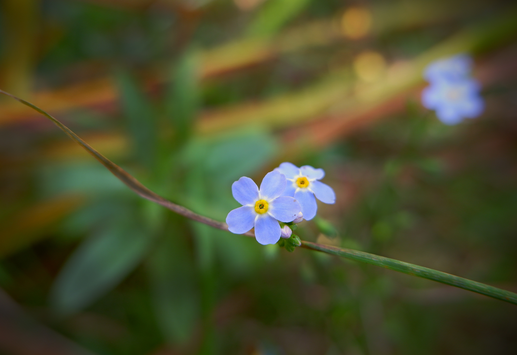 Nature of the Voronezh region 2 - Voronezh region, Nature, Insects, The photo, Longpost