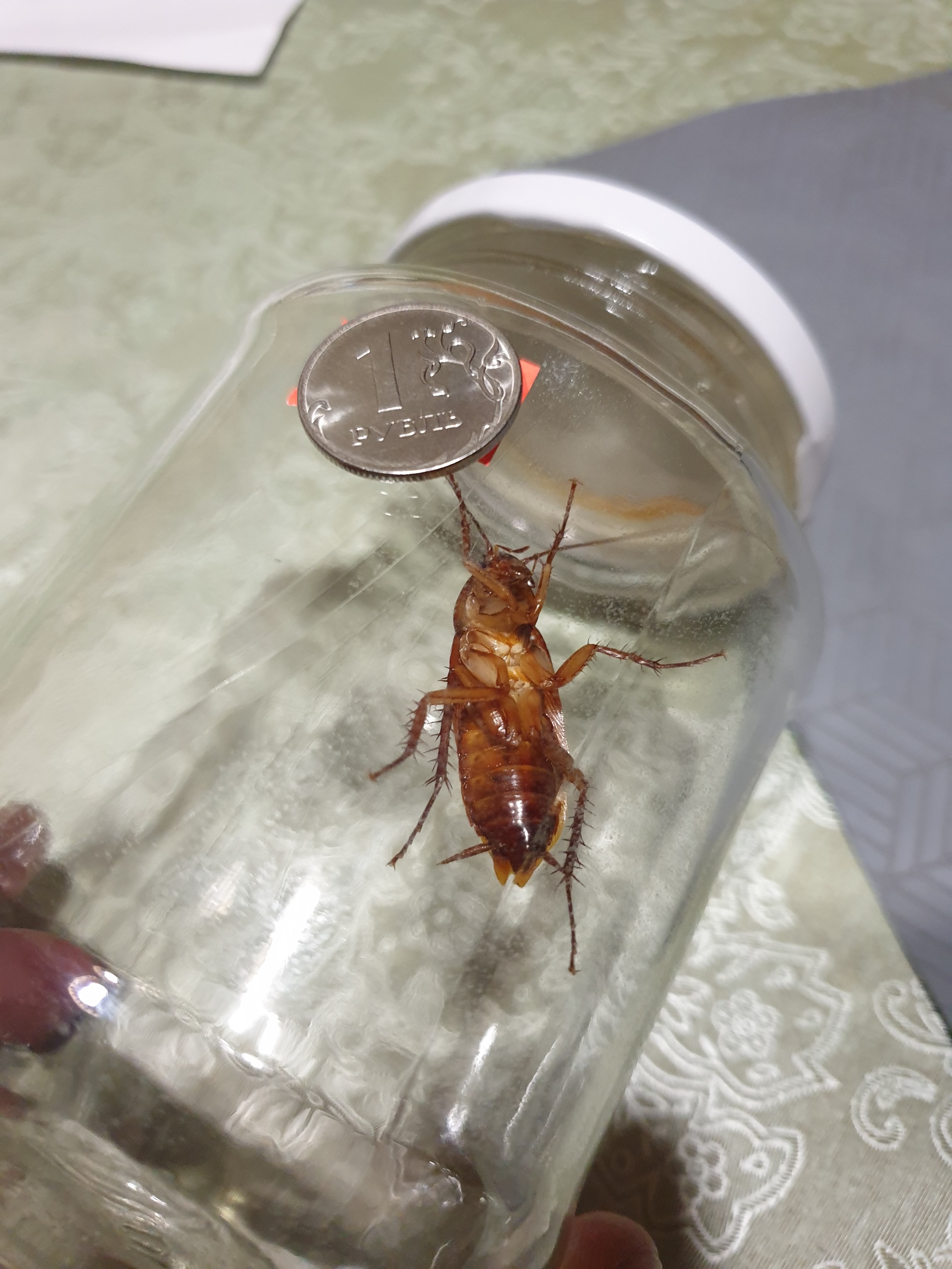 What kind of demon is this? - My, Cockroaches, Insects, Mat, Longpost