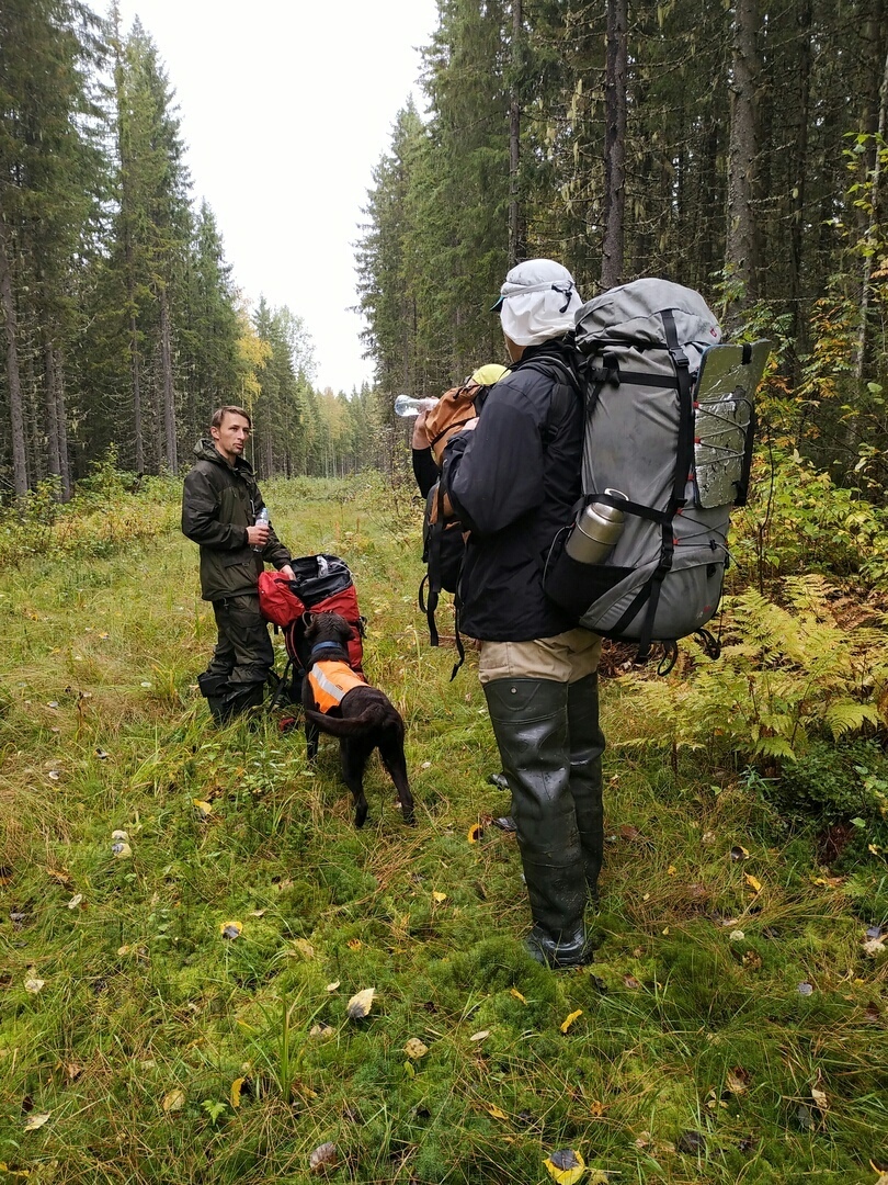 Search for missing people. A month in the forest. Found alive - People search, Pso, Forest, Arkhangelsk region, Positive, Longpost