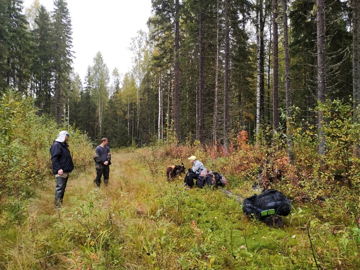 Search for missing people. A month in the forest. Found alive - People search, Pso, Forest, Arkhangelsk region, Positive, Longpost