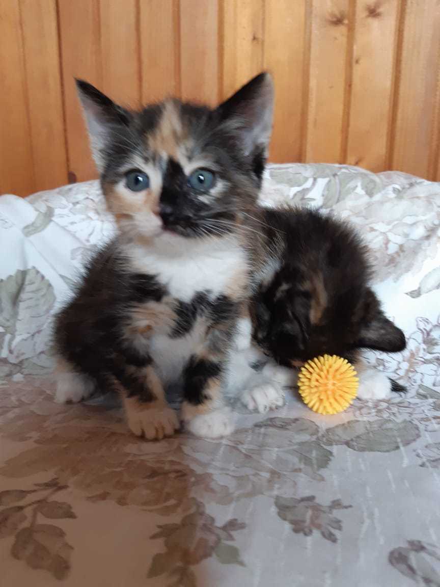 Moscow and the region, kittens are looking for a home - My, No rating, cat, Kittens, Moscow, Strogino, In good hands, Longpost