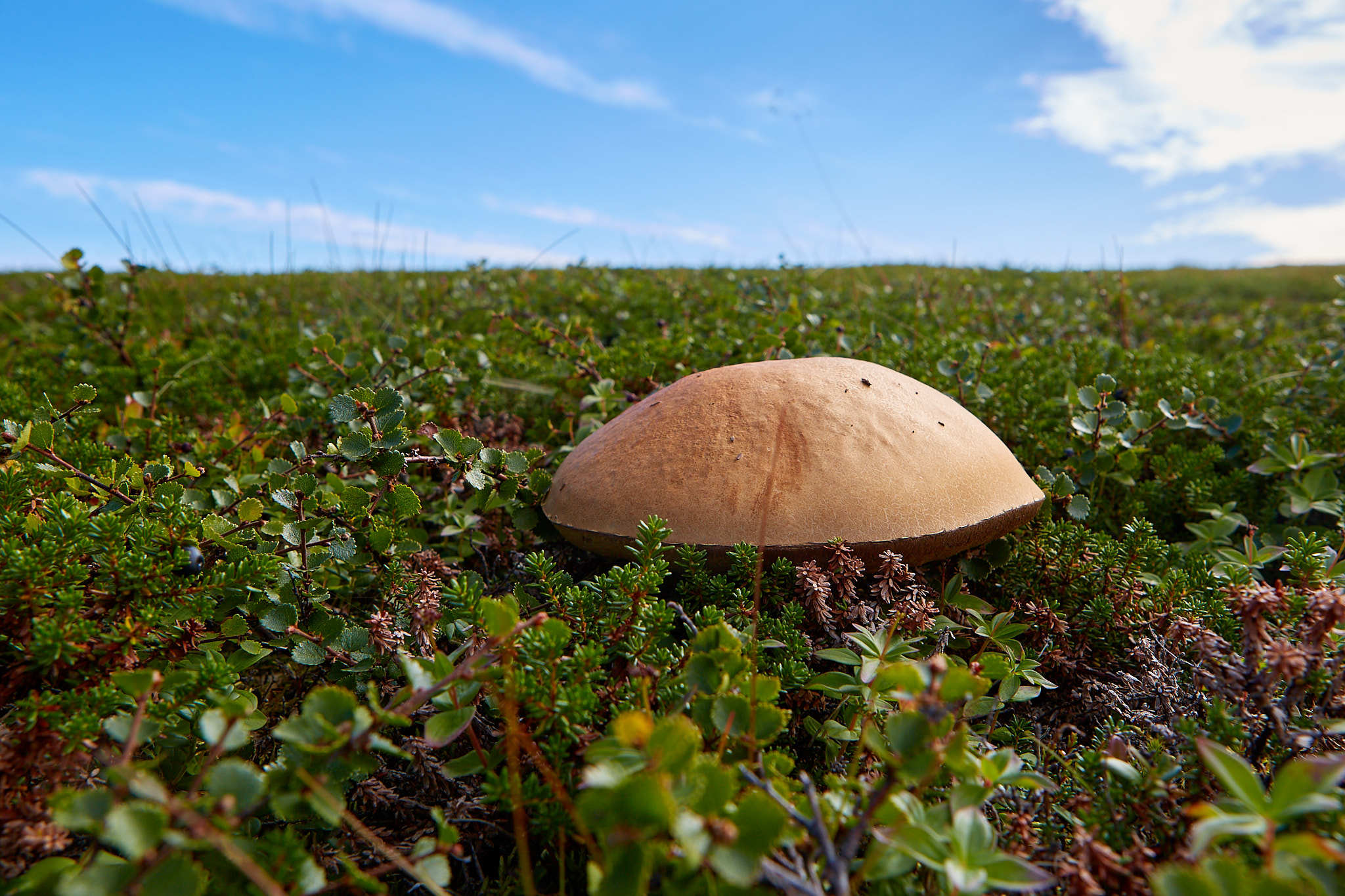 Kola Peninsula - My, Kola Peninsula, Landscape, Travels, Longpost, Murmansk region, Nature