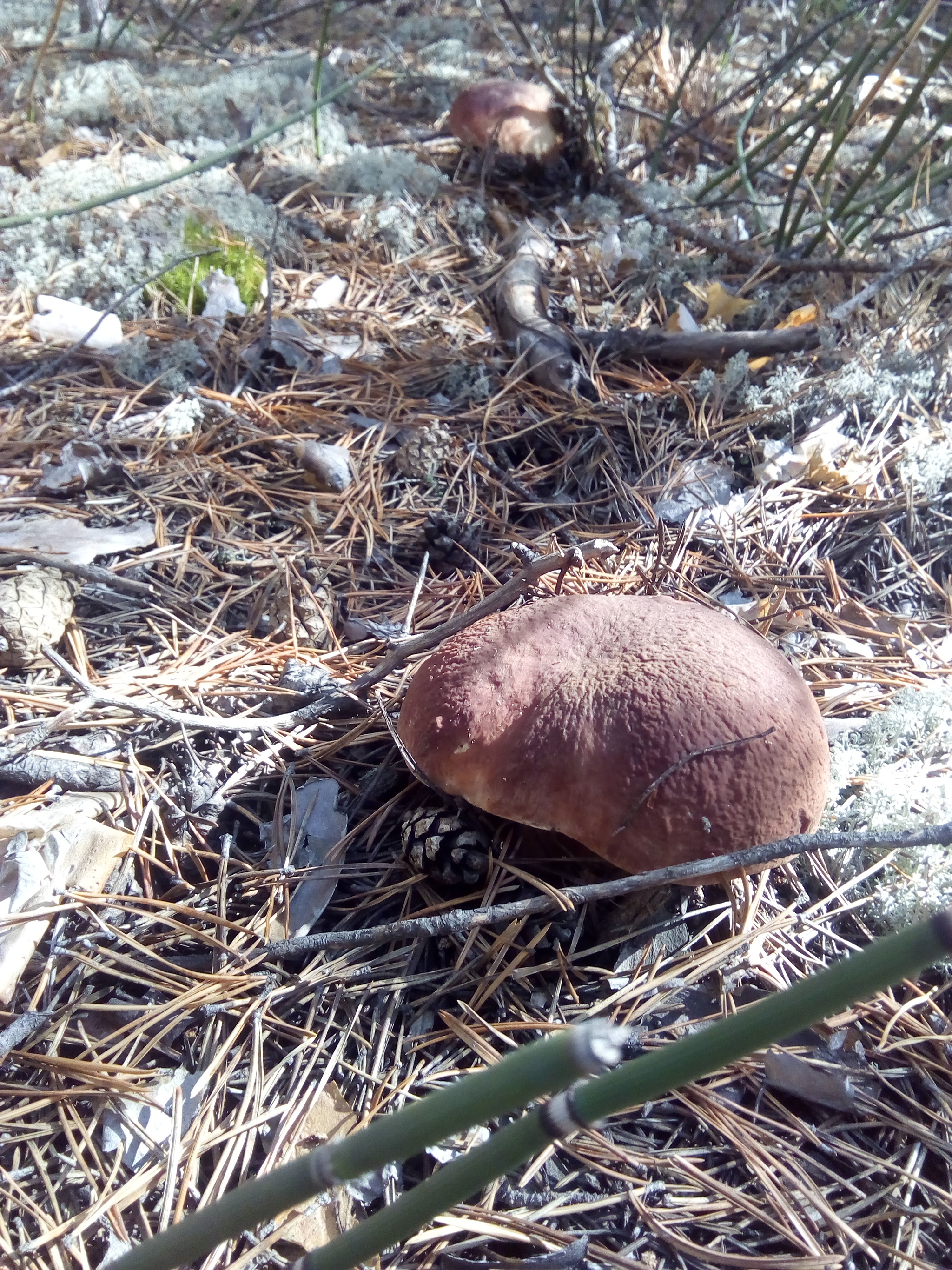 And we have mushrooms...) - My, Mushrooms, Blanks, Food, Longpost