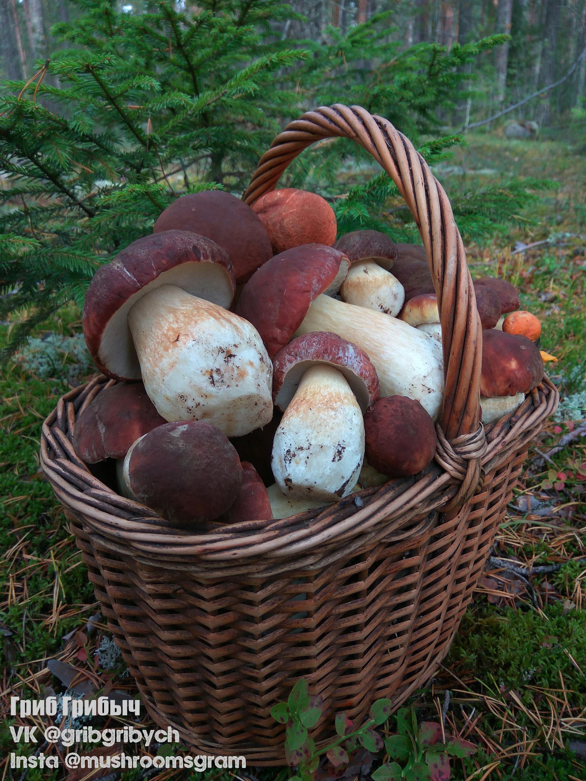 Mushroom sketches - My, Mushrooms, Forest, Chistoman, Longpost