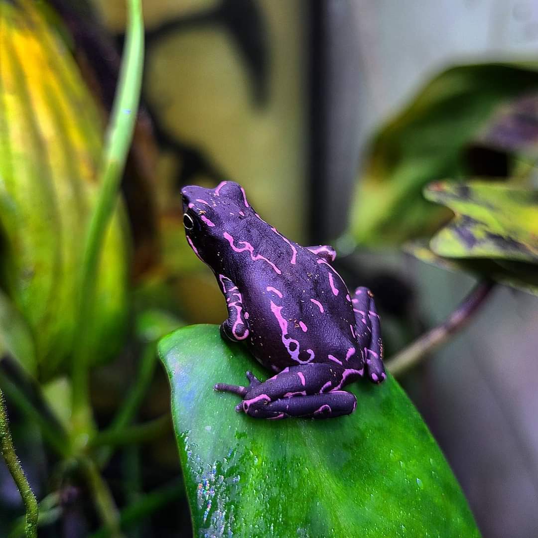 Atelopus barbotini - a rare species of frog - Toad, Amphibians, Color, Coloring, Nature