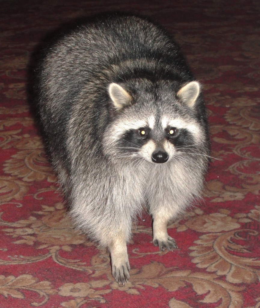 Raccoon Kuzyasha - My, Raccoon, Pets, Animals, Love, Milota, Longpost