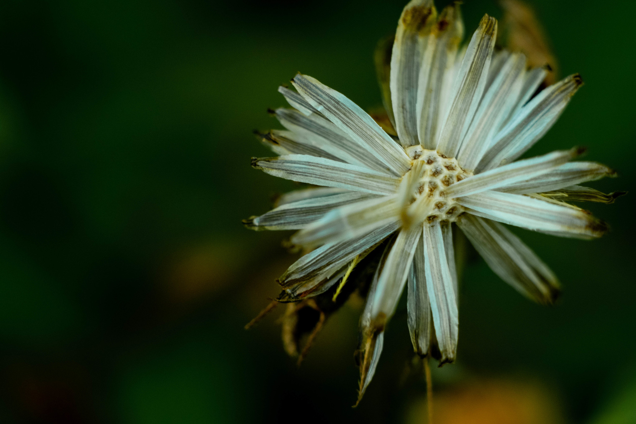 Early morning, temperature about +5, very cold, but it was worth it, a great series of pictures came out - My, Macro photography, The photo, Longpost, Spider