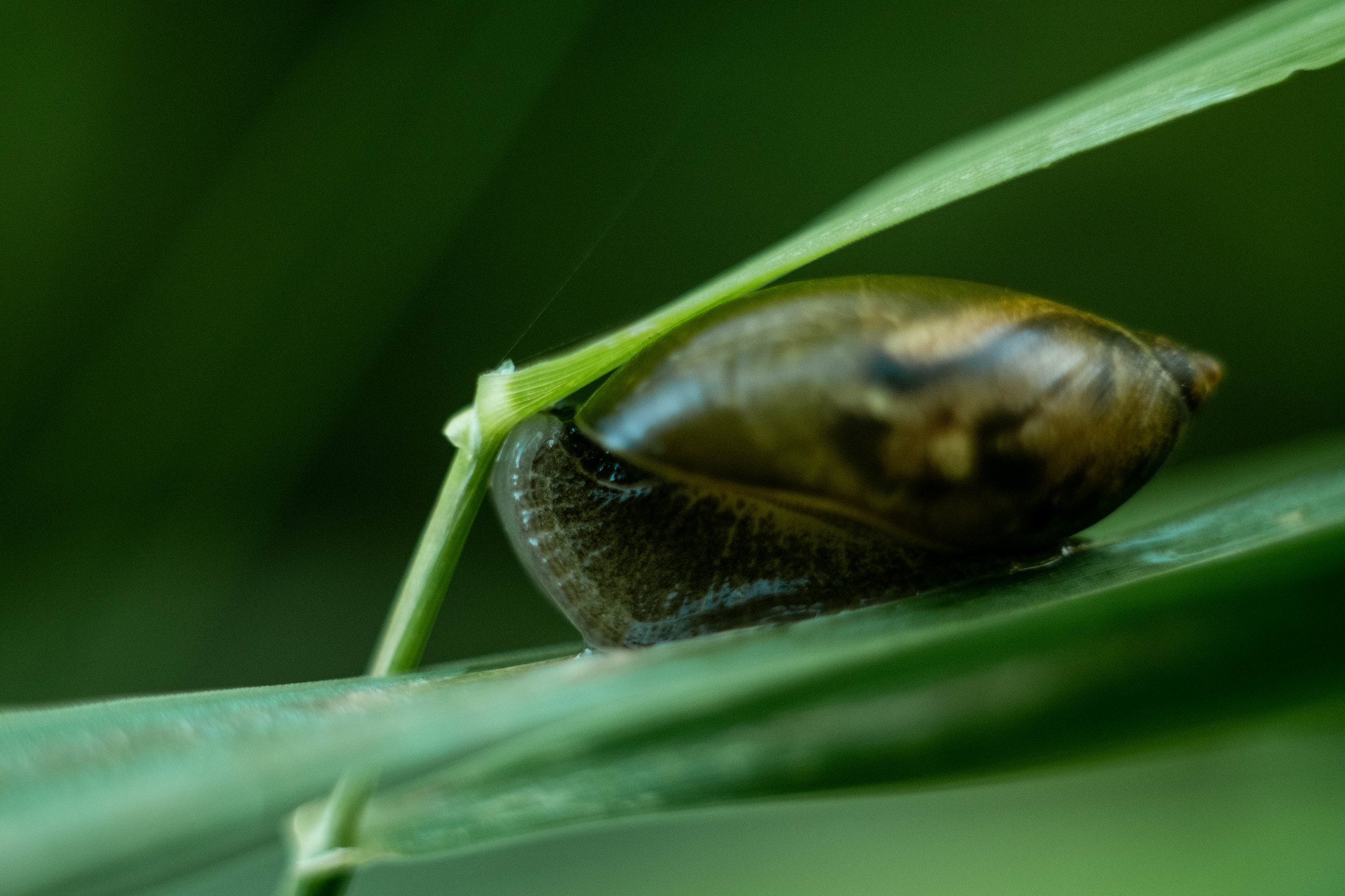 Early morning, temperature about +5, very cold, but it was worth it, a great series of pictures came out - My, Macro photography, The photo, Longpost, Spider