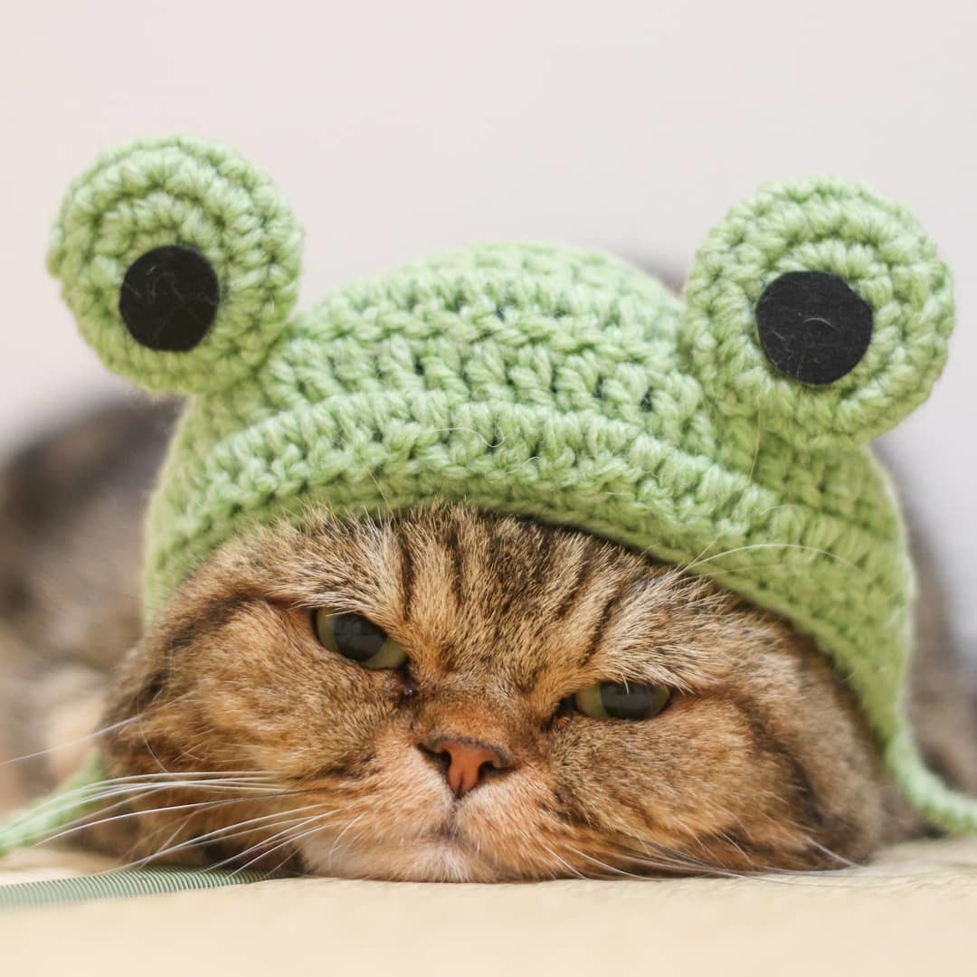 Котик с шапочкой лягушки