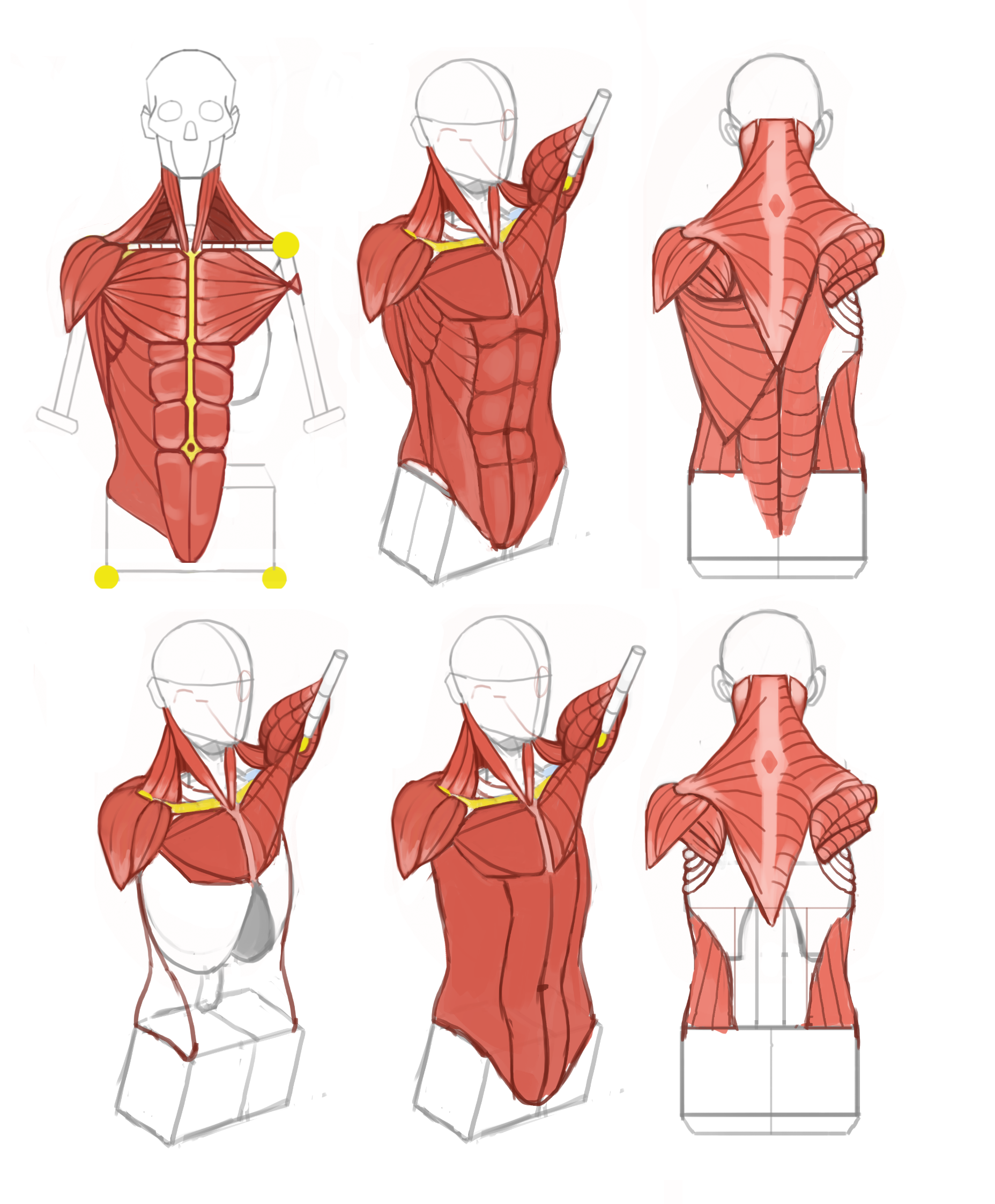 Учебные рисунки 2 - Моё, Анатомия, Набросок, Рисунок, Цифровой рисунок, Мышцы, Человек, Photoshop, Длиннопост
