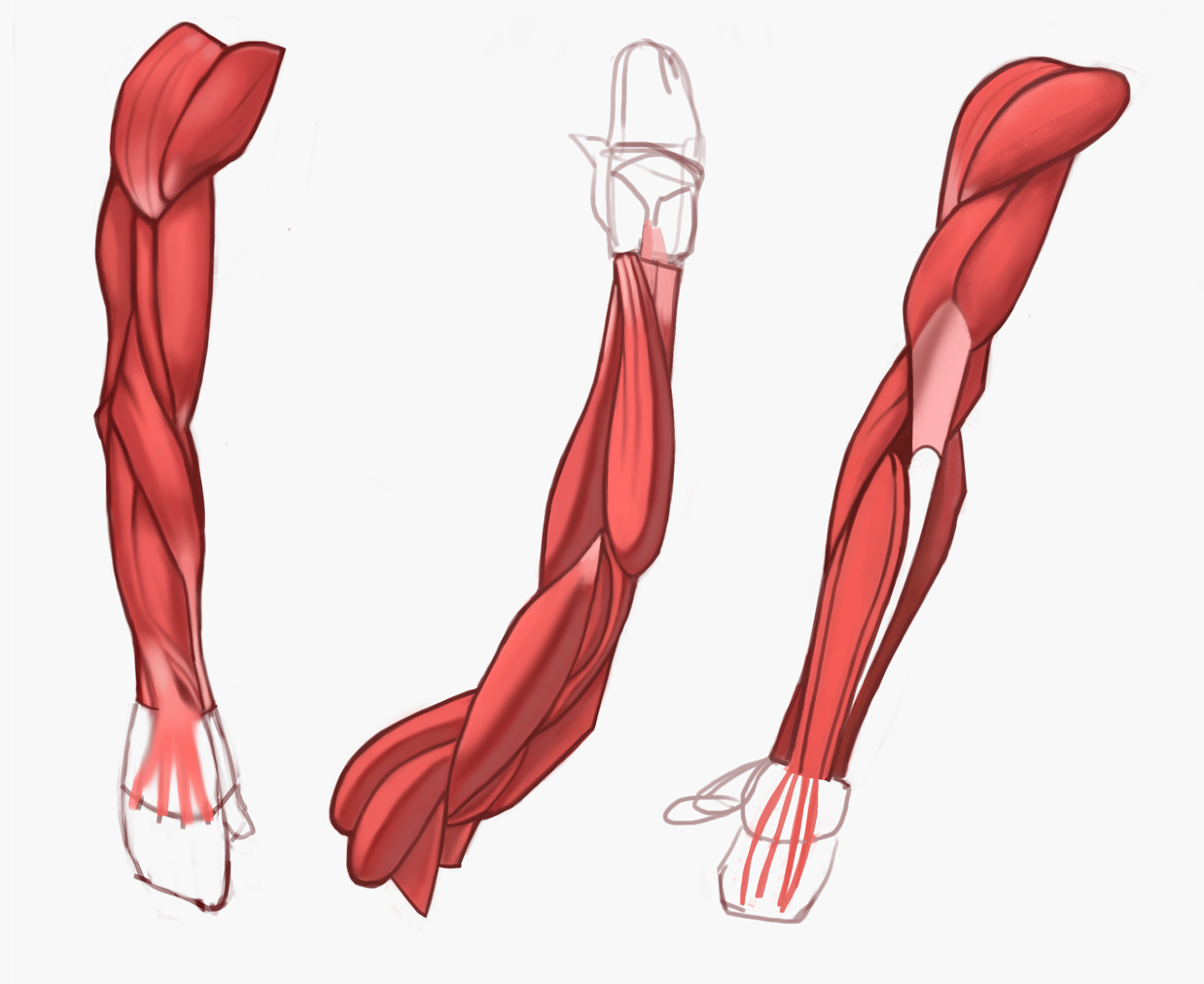 Мышцы рисунок